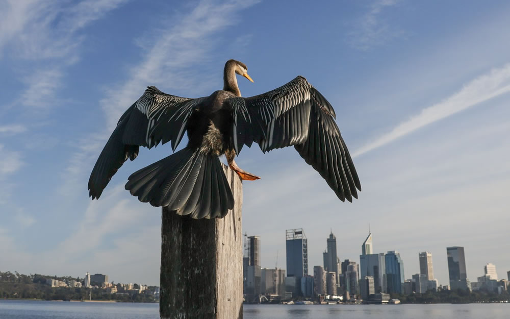 Birdlife Australia Photography Awards 2023 Winners