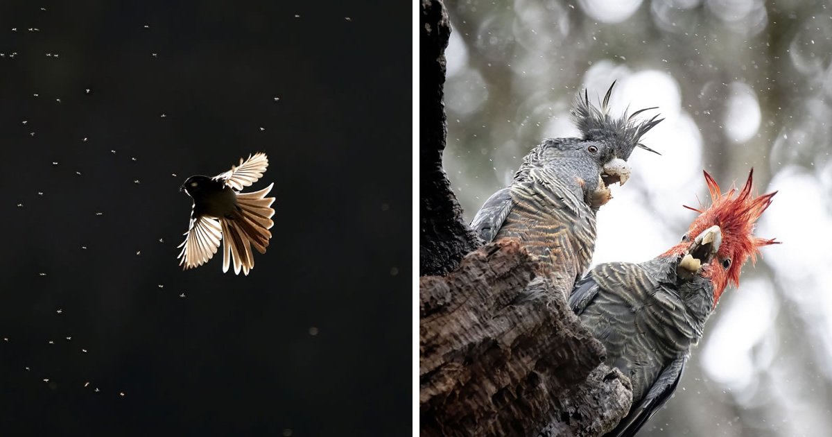 40 Beautiful Winning Photos Of The Birdlife Australia Photography Awards 2023