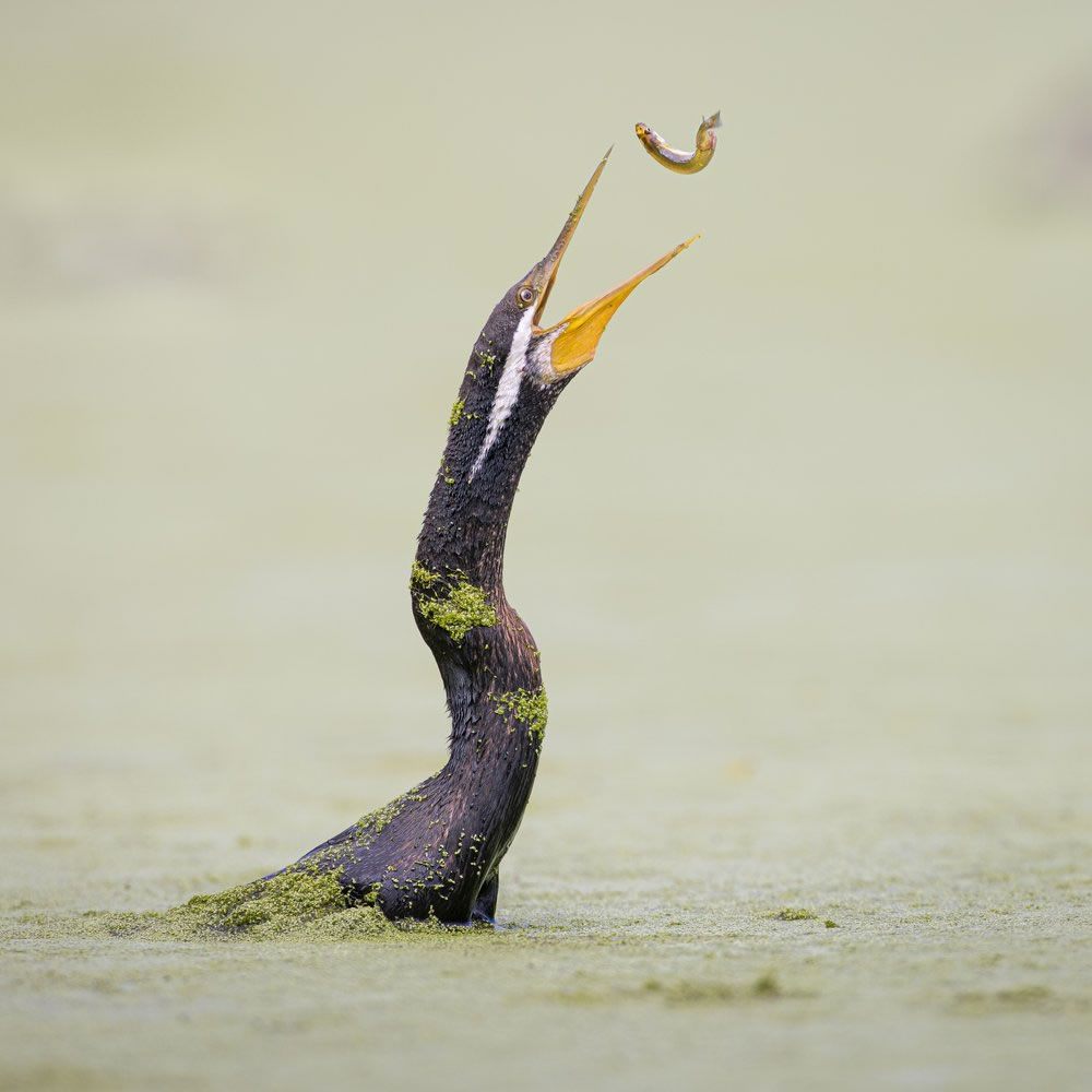 Birdlife Australia Photography Awards 2023 Winners