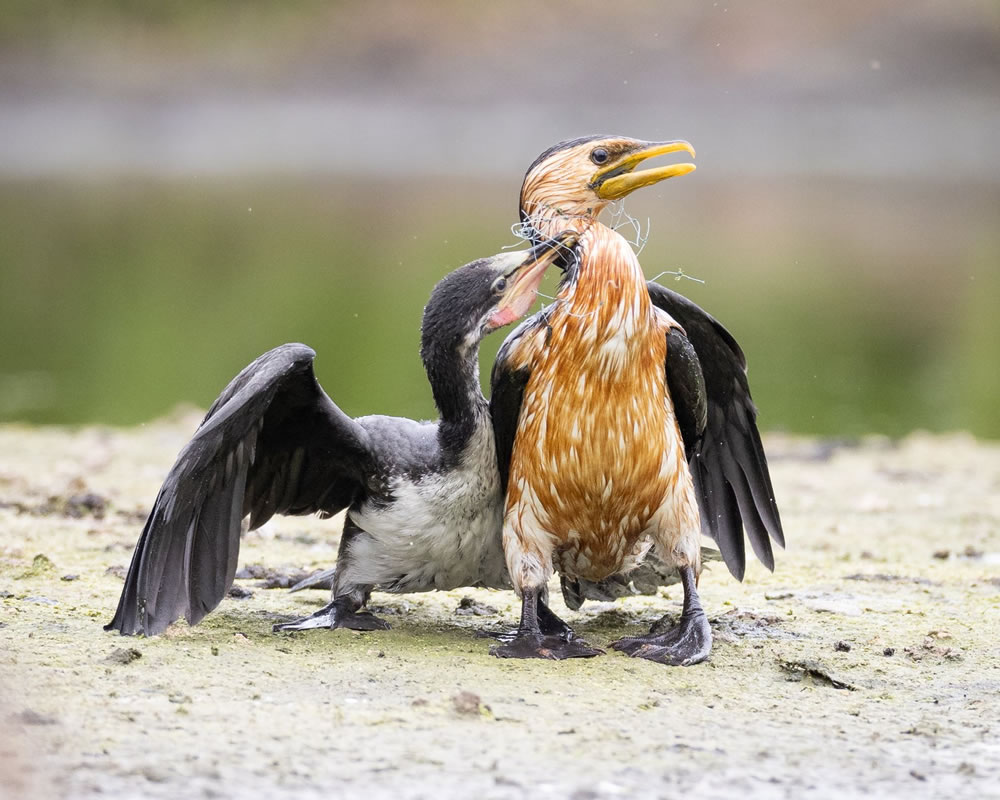 Birdlife Australia Photography Awards 2023 Winners