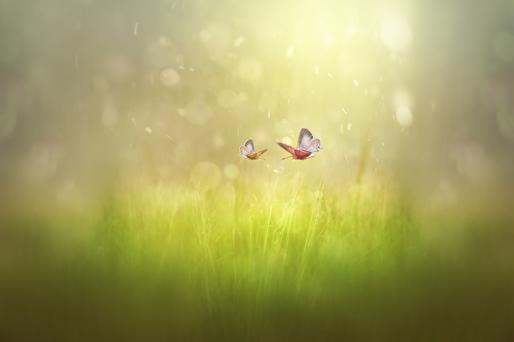 Bokeh Photography By José Antonio