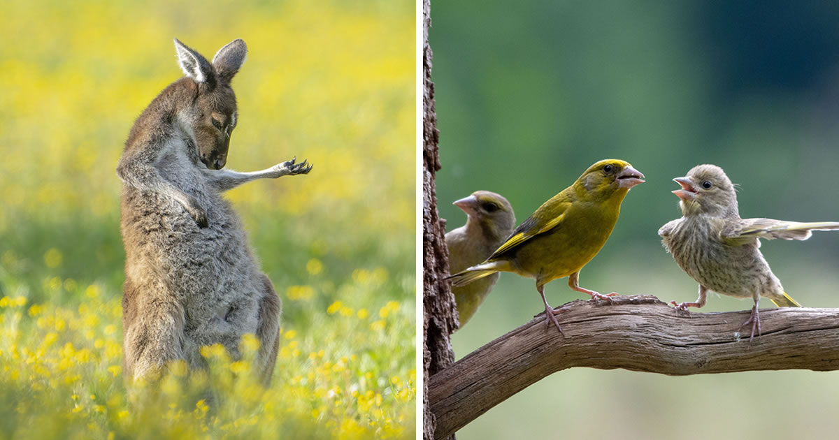 15 Hilarious Winning Photos Of Comedy Wildlife Photography Awards 2023