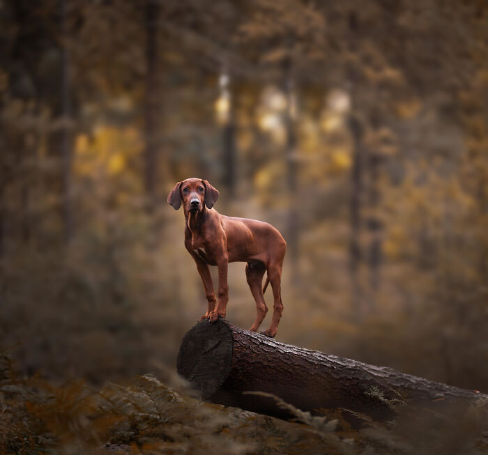 Dog Portraits In Colorful Harmony by Omica