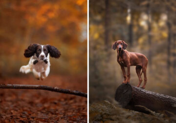 Dog Portraits In Colorful Harmony by Omica