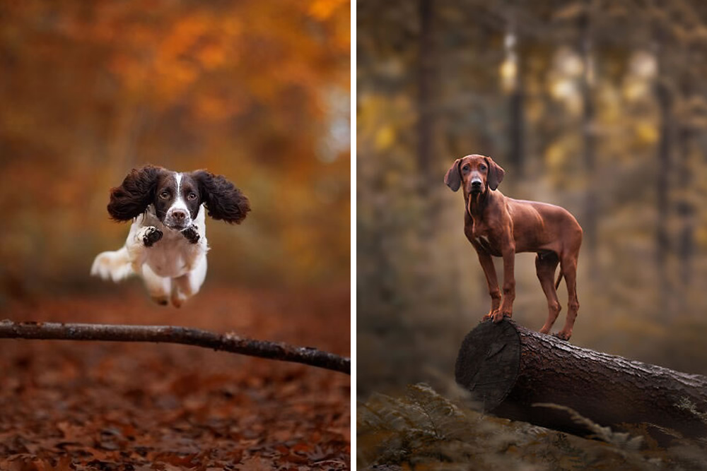 Dog Portraits In Colorful Harmony by Omica