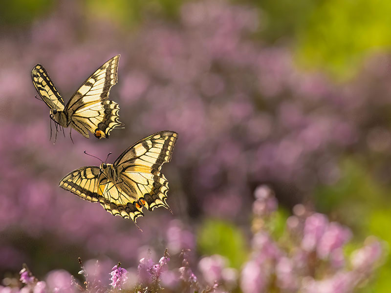 Winning Photos Of Eisa Maestro Awards 2023 Winners