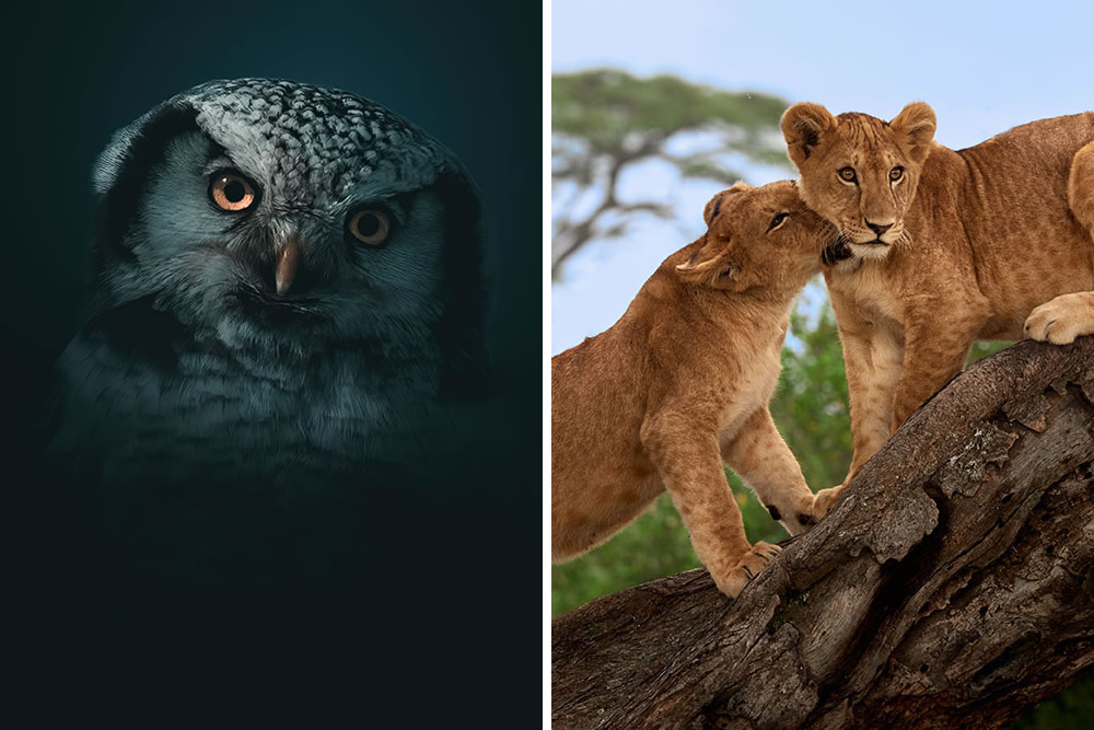 The Animal Kingdom: Incredible Winning Photos Of The Eisa Maestro Awards 2023