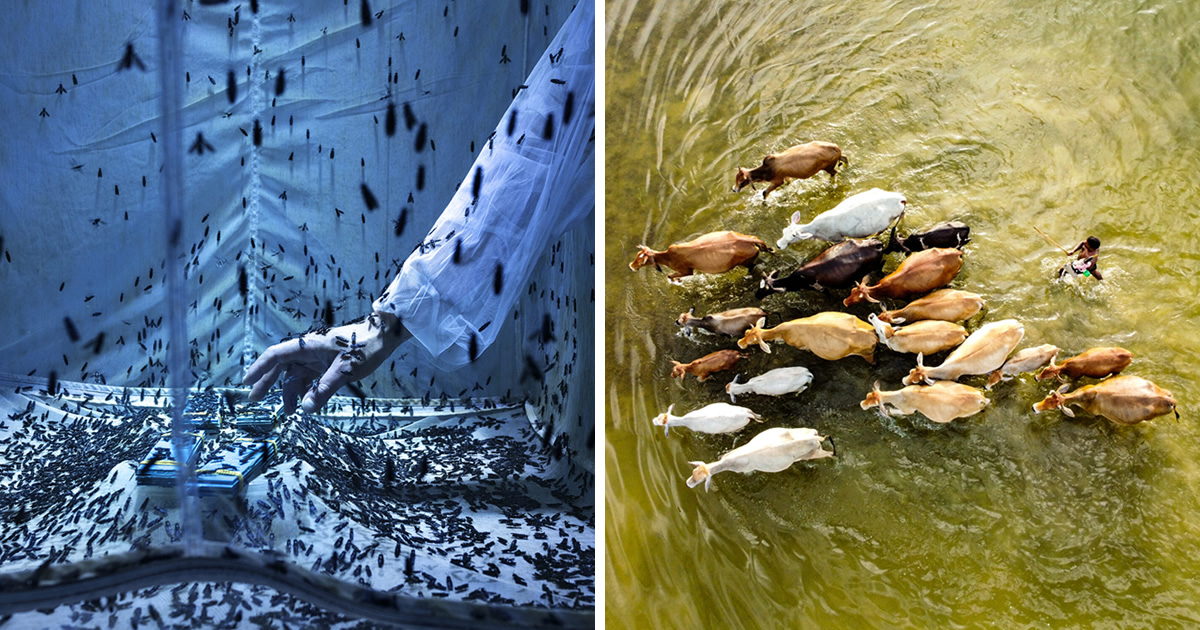 20 Heartwarming Winning Photos Of The Environmental Photographer of the Year 2023