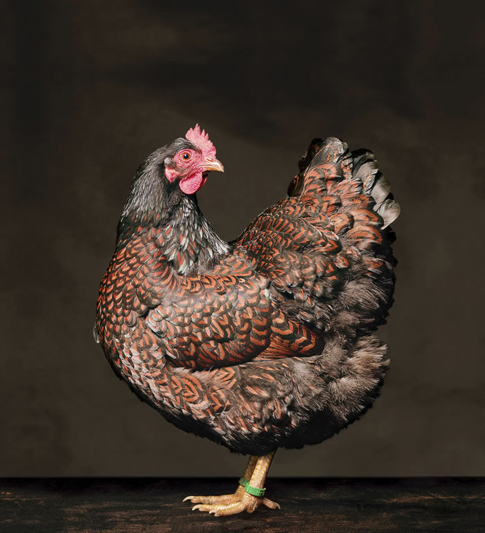 The Beauty Of Chickens by Alex ten Napel