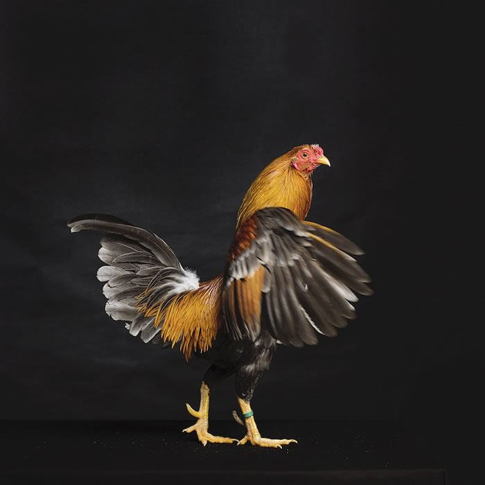 The Beauty Of Chickens by Alex ten Napel