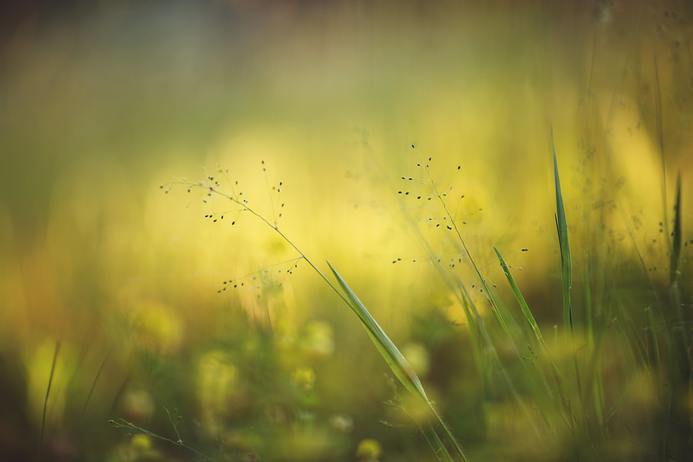 Macro Photography by Tammy Schild