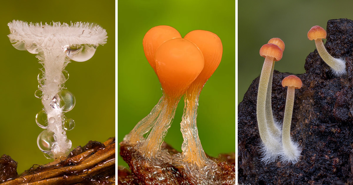 Photographer Alison Pollack Captures Captivating Macro Photos Of Minuscule Mushrooms And Fungi