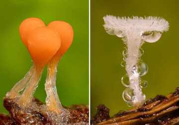 Macro Photography By Alison Pollack