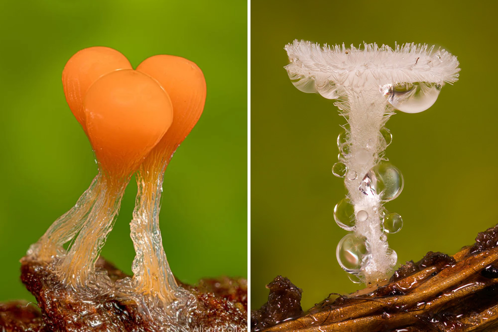 Macro Photography By Alison Pollack