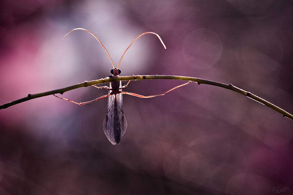 French Photographer Fabien Bravin Captures Beautiful Macro Photos Of Insects & Flowers