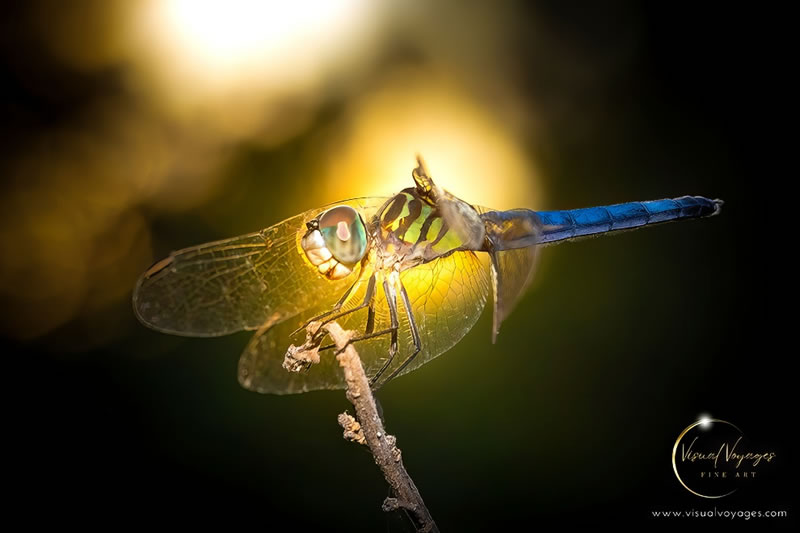 Enchanting Macro Photography by Mark Andrew Thomas