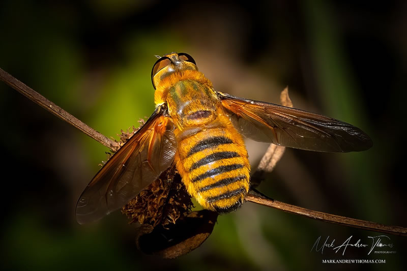 Enchanting Macro Photography by Mark Andrew Thomas