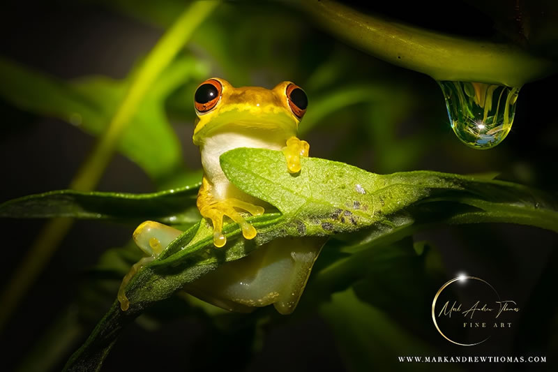 Enchanting Macro Photography by Mark Andrew Thomas