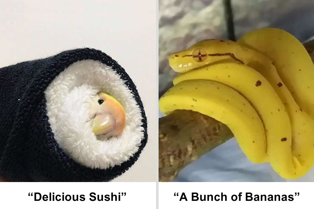 Misleading Captions