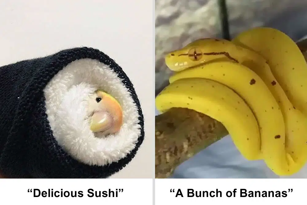 Misleading Captions