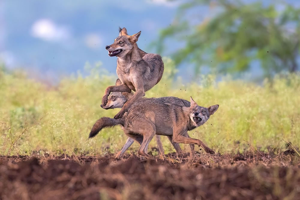 Nature Conservancy Awards 2023 Winners