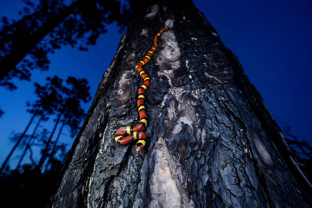 Nature Conservancy Awards 2023 Winners