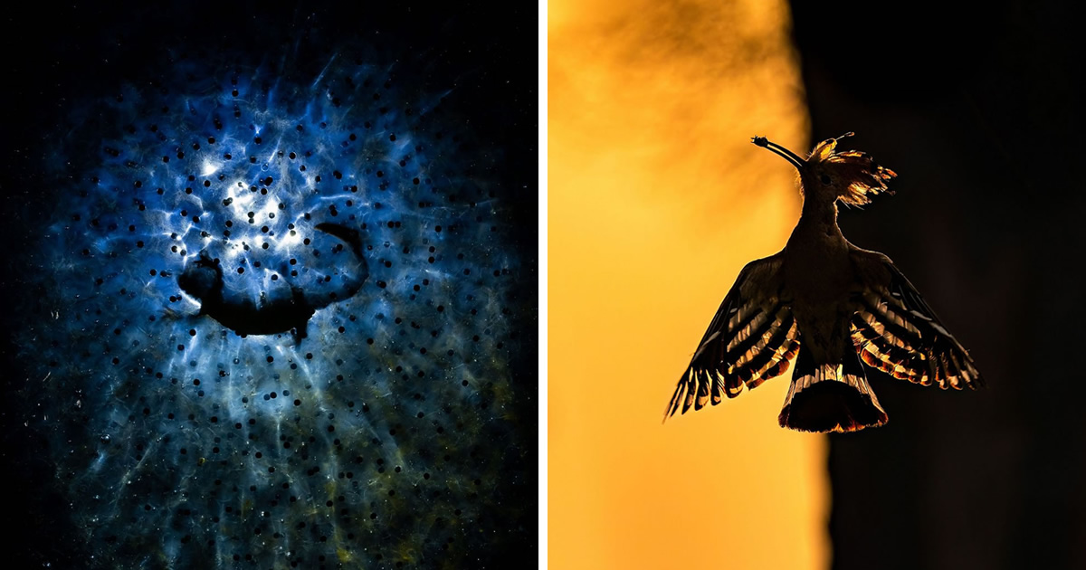 40 Fantastic Winning Photos Of The Nature Conservancy Awards 2023