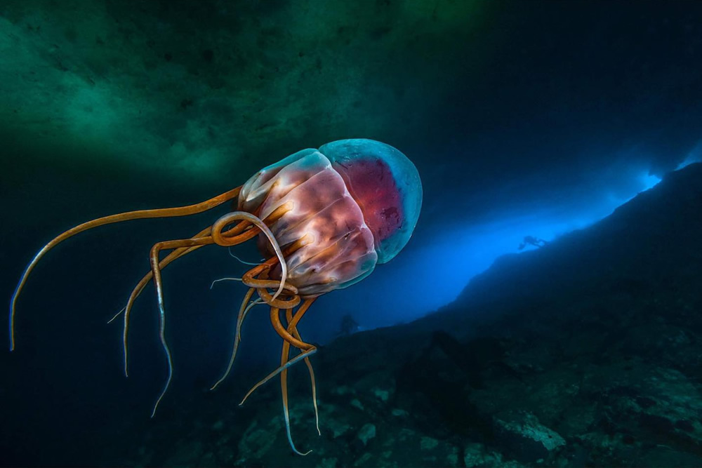 Oceal Life Photography By Laurent Ballesta