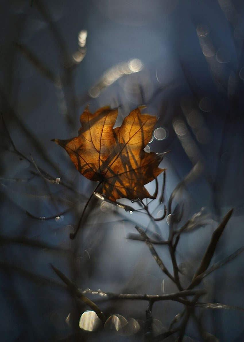 Nature Photos In Spring, Summer, And Autumn by Katarzyna Zaluzna