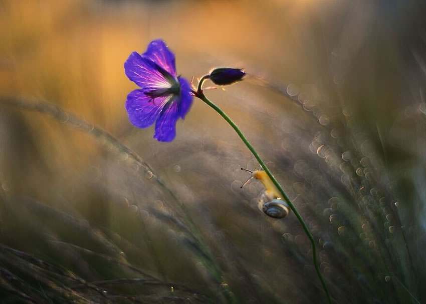 Nature Photos In Spring, Summer, And Autumn by Katarzyna Zaluzna