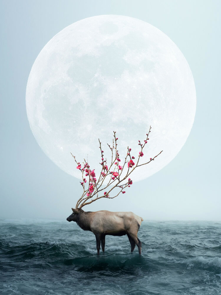 Surreal Composites by Ted Chin