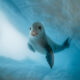 Astonishing World Of Marine Animals by Dmitry Kokh