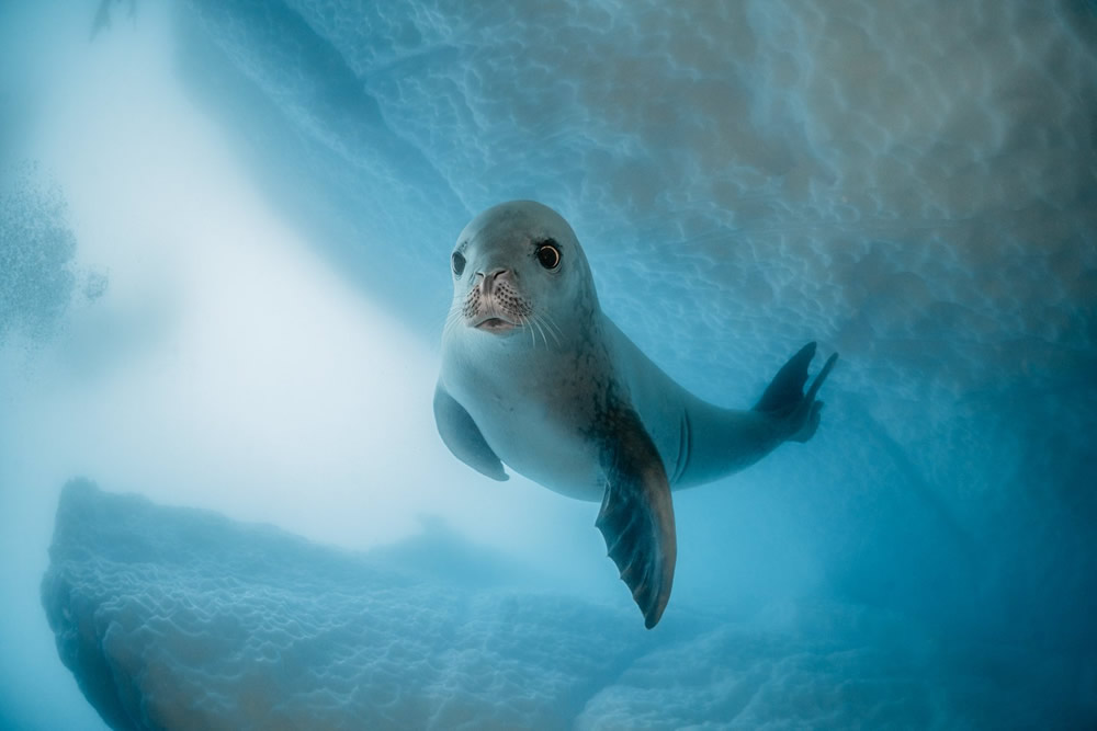 Astonishing World Of Marine Animals by Dmitry Kokh
