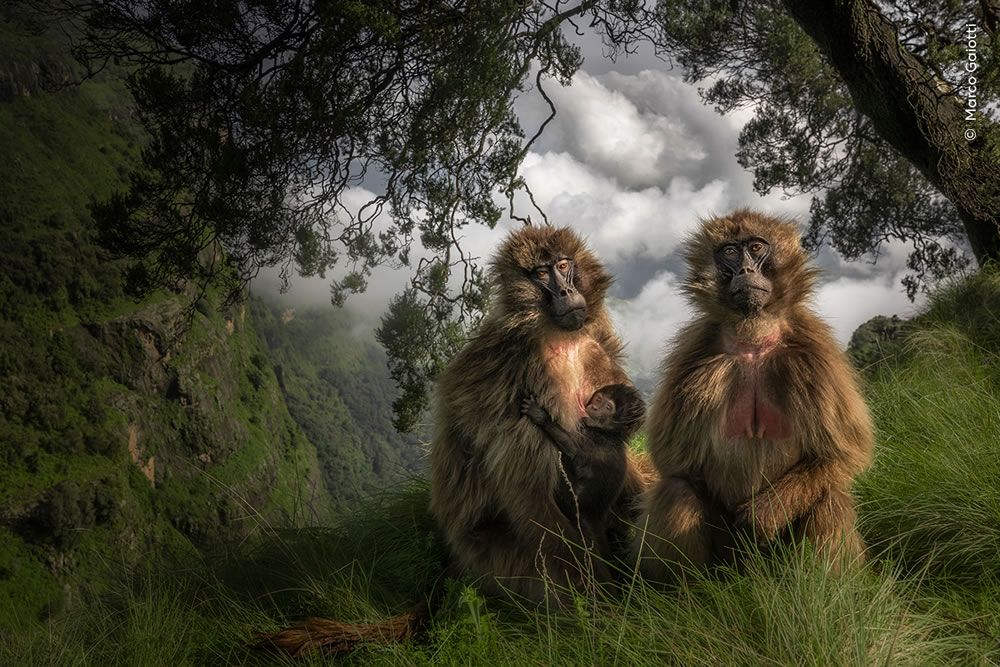 People’s Choice Photos of Wildlife Photographer of the Year 2023