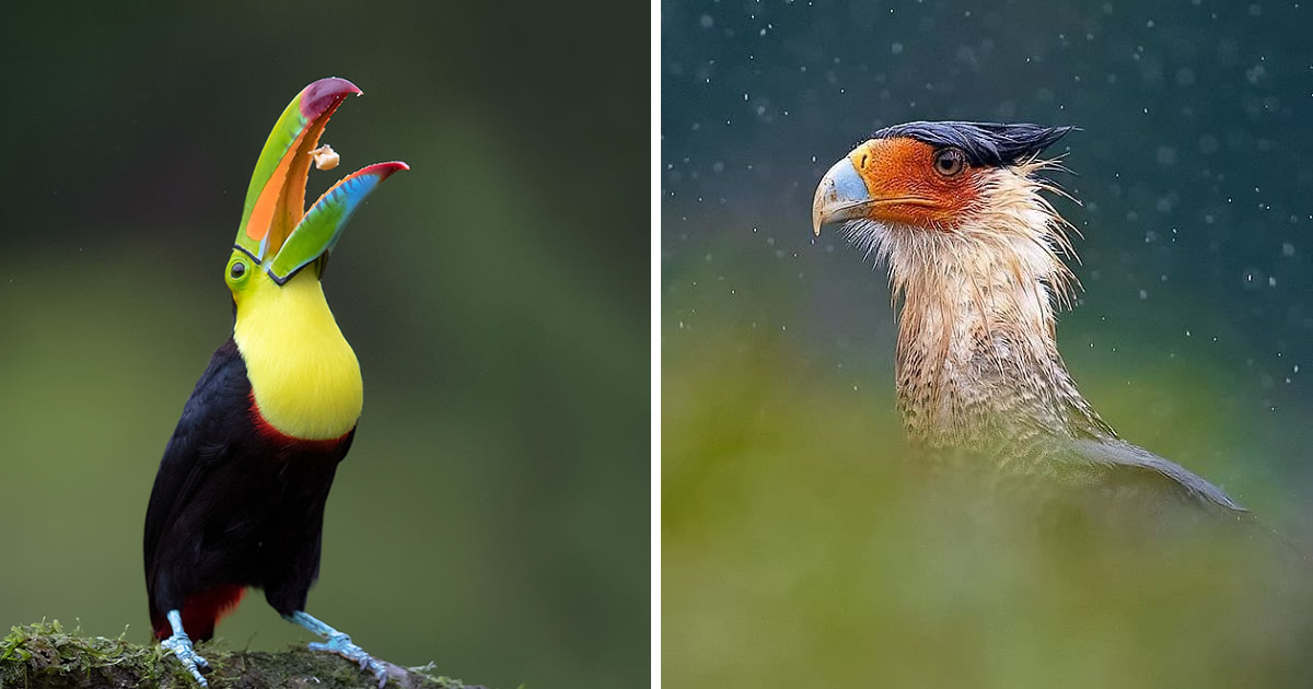 Photographer Supreet Sahoo’s Journey Across Costa Rica’s Ecological Tapestry, Capturing 40 Magnificent Animals