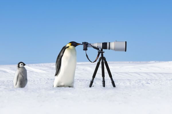 SINWP Bird Photographer Of The Year