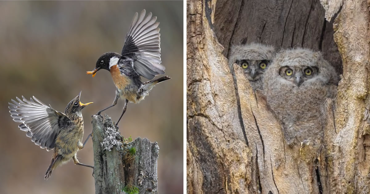 20 Beautiful Winning Photos Of The SINWP Bird Photographer Of The Year