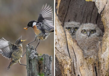 SINWP Bird Photographer Of The Year