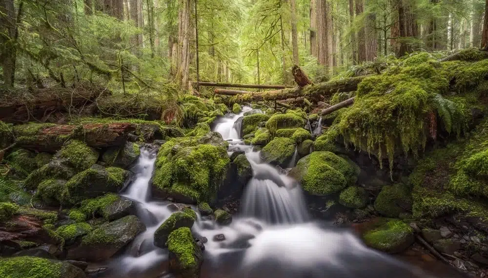 Stream over mossy rocks in a lush redwood forest beautiful landscape photography