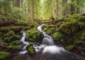 Stream over mossy rocks in a lush redwood forest beautiful landscape photography