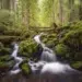 Stream over mossy rocks in a lush redwood forest beautiful landscape photography