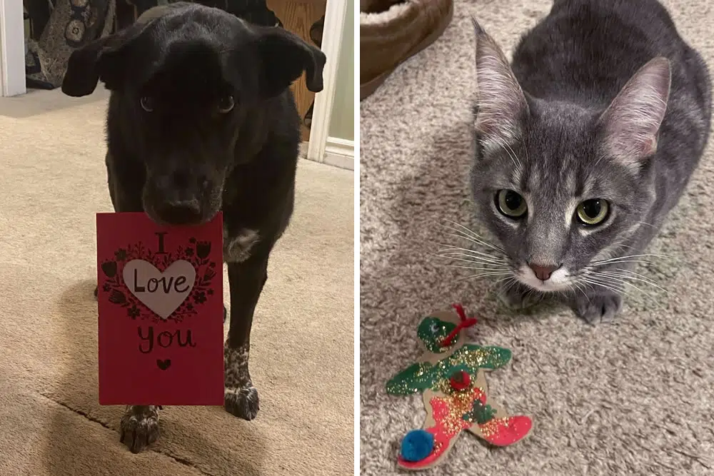 Furry Presents: 30 Pets Bringing Joyful Surprises To Their Owners