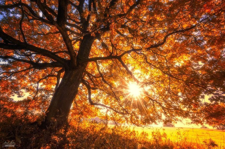 Photographer Janek Sedlář Captures Beautiful Autumn Forests Of Czech ...