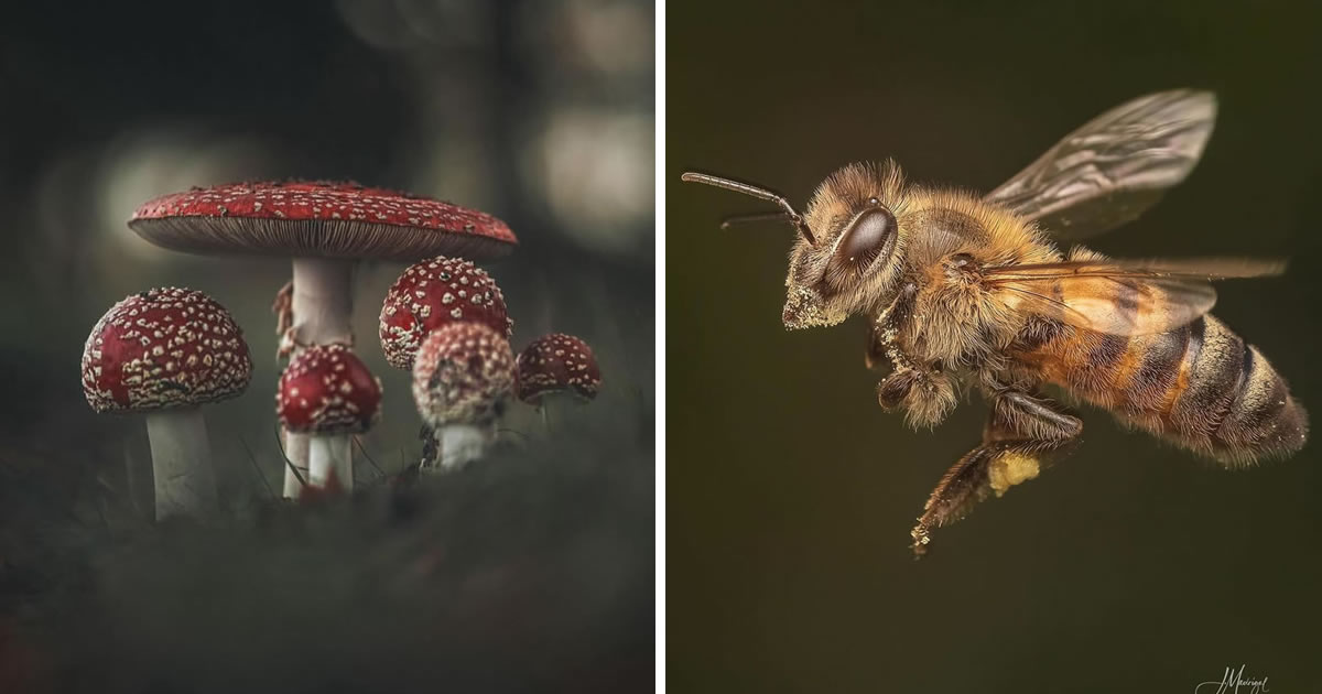 30 Exquisite Macro Photos Shared By This Instagram Page