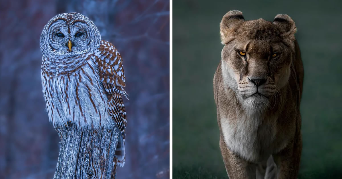 30 Breathtaking Wildlife Shots From Reddit Photography Group