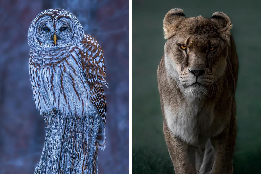 Best Wildlife Photography