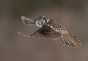 Bird Photography by Axel Hildebrandt