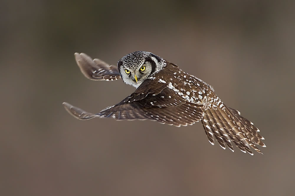 Photographer Axel Hildebrandt Captures Incredible Bird Photos In Action