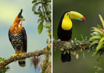 Bird Photographs In Costa Rica by Supreet Sahoo