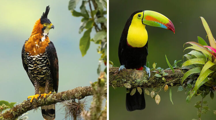 Bird Photographs In Costa Rica by Supreet Sahoo